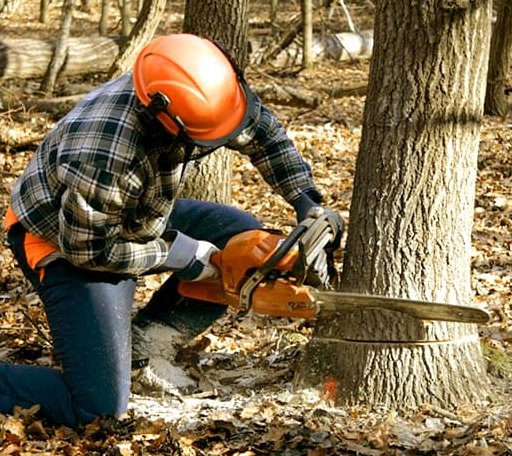 Tree Removal in Chapin, IL